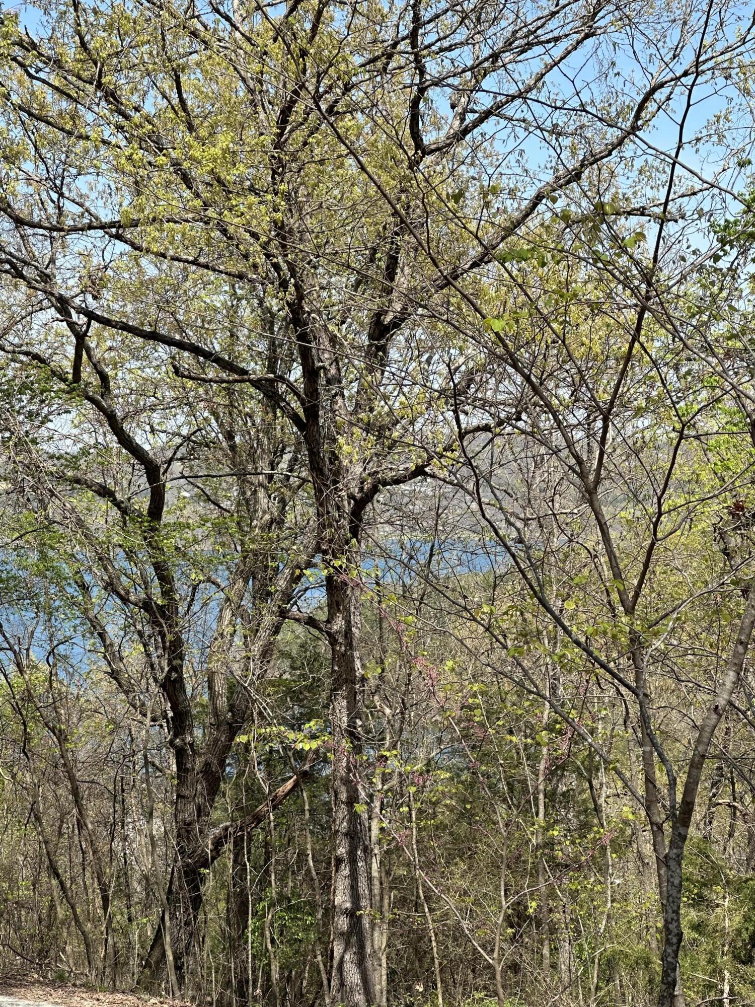 Lot 75 Country Lane 1
