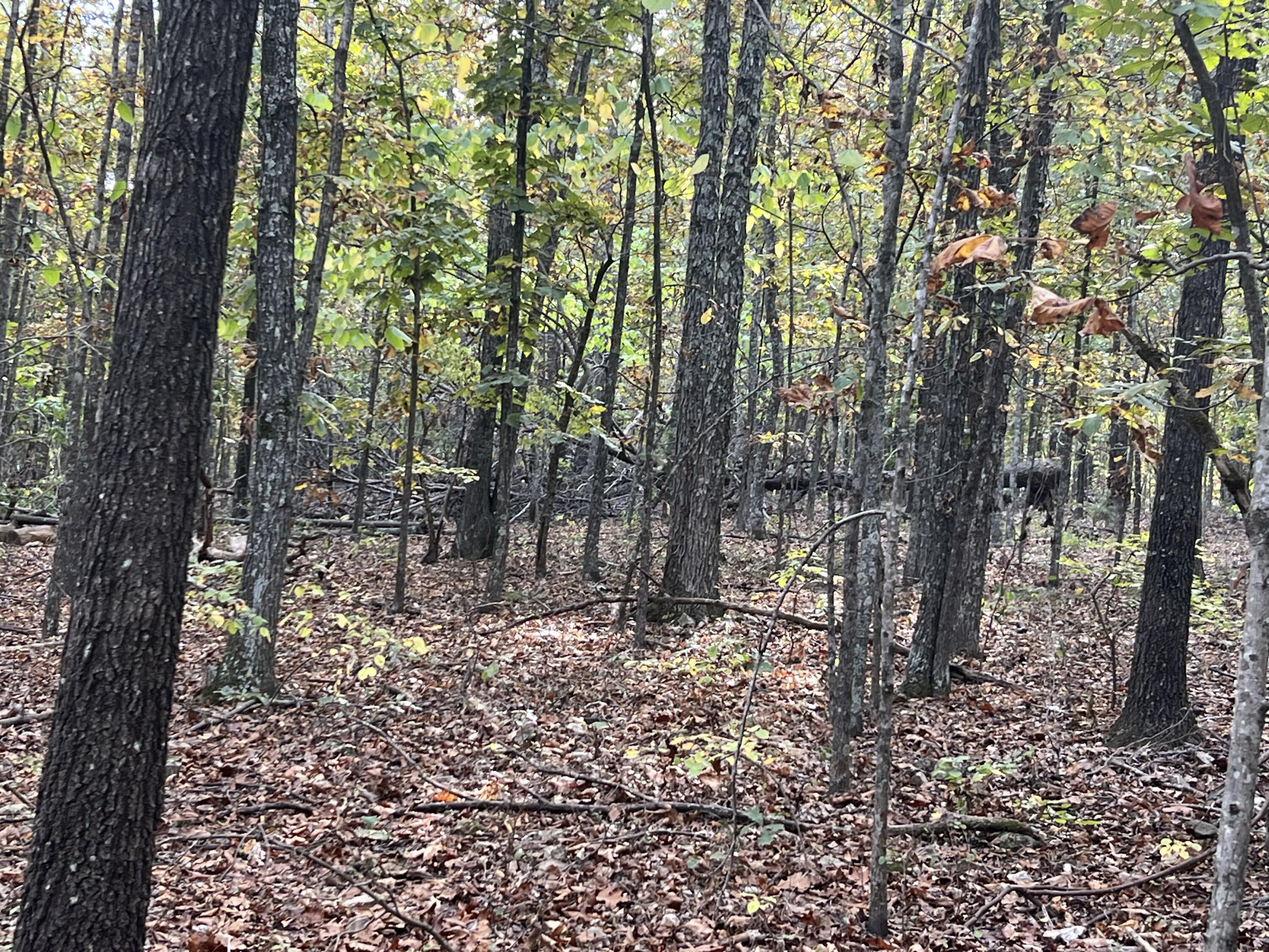 Lot 1 County Road 113 1
