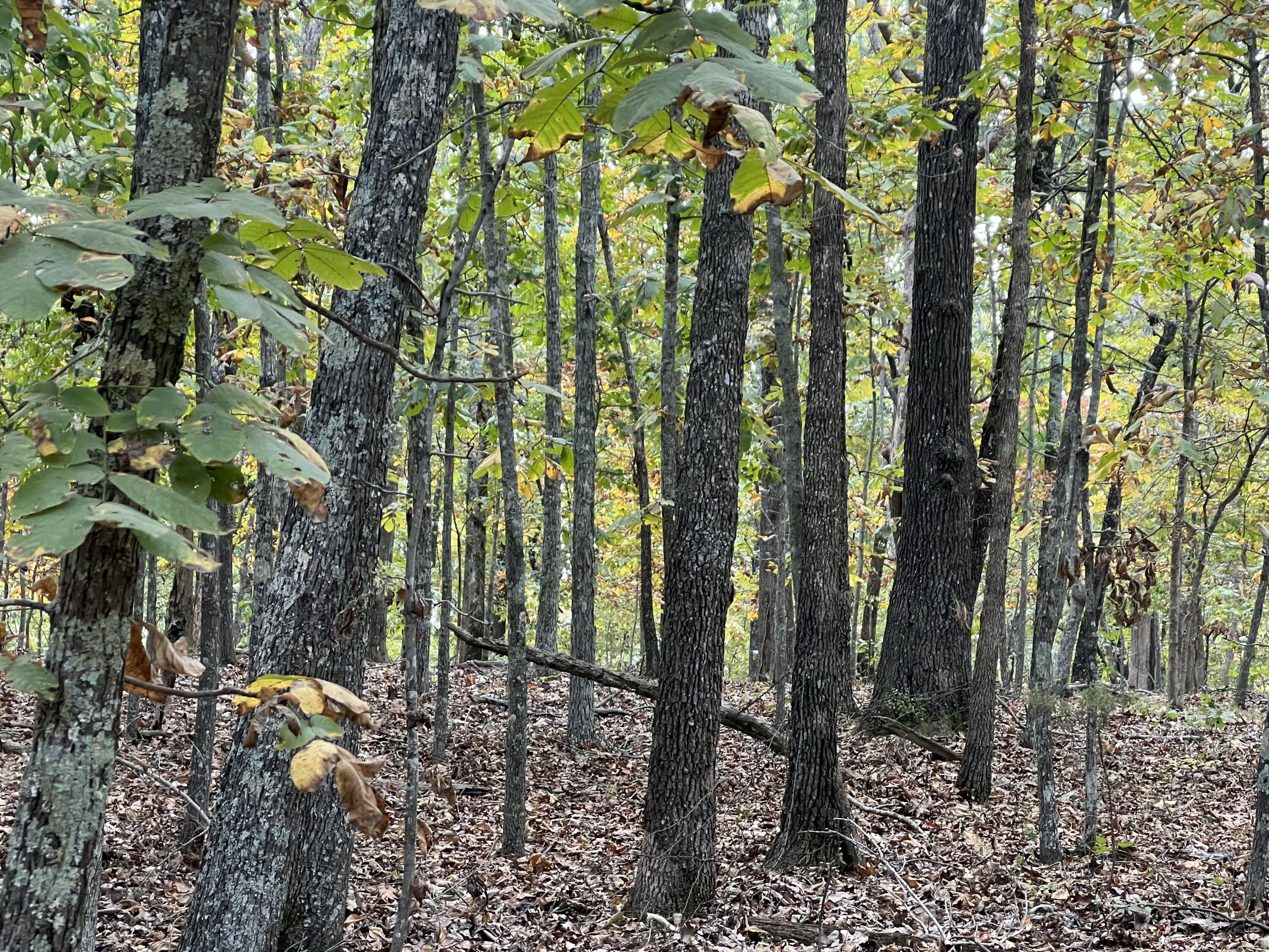 Lot 3 County Road 113 1