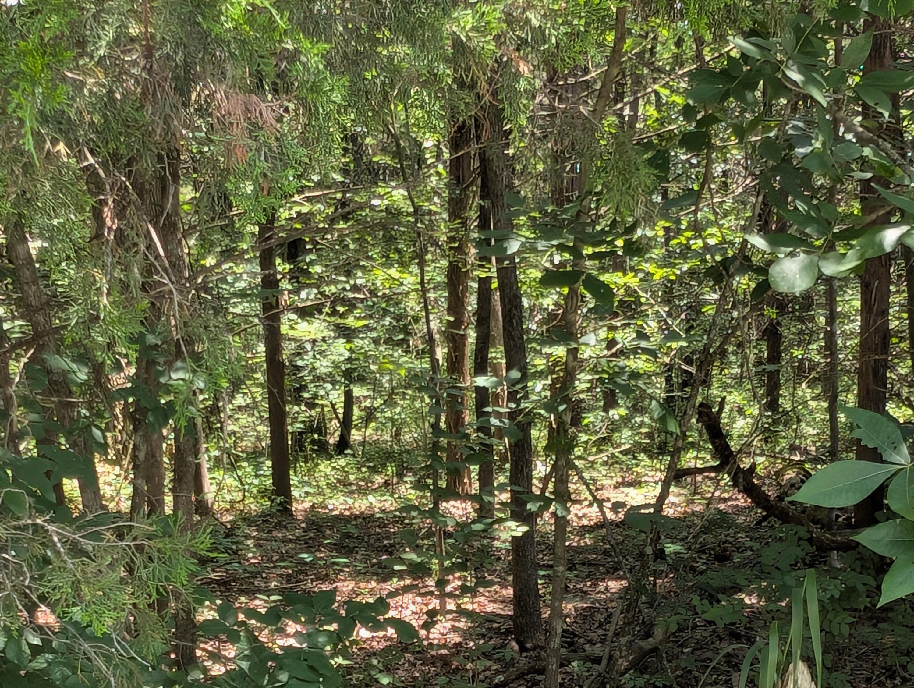 6 Lots Farm Road 1255 1
