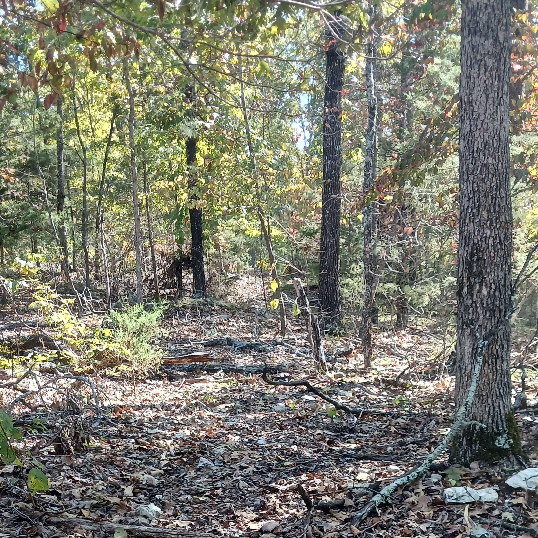 Lots 23,24 Forest St. 1