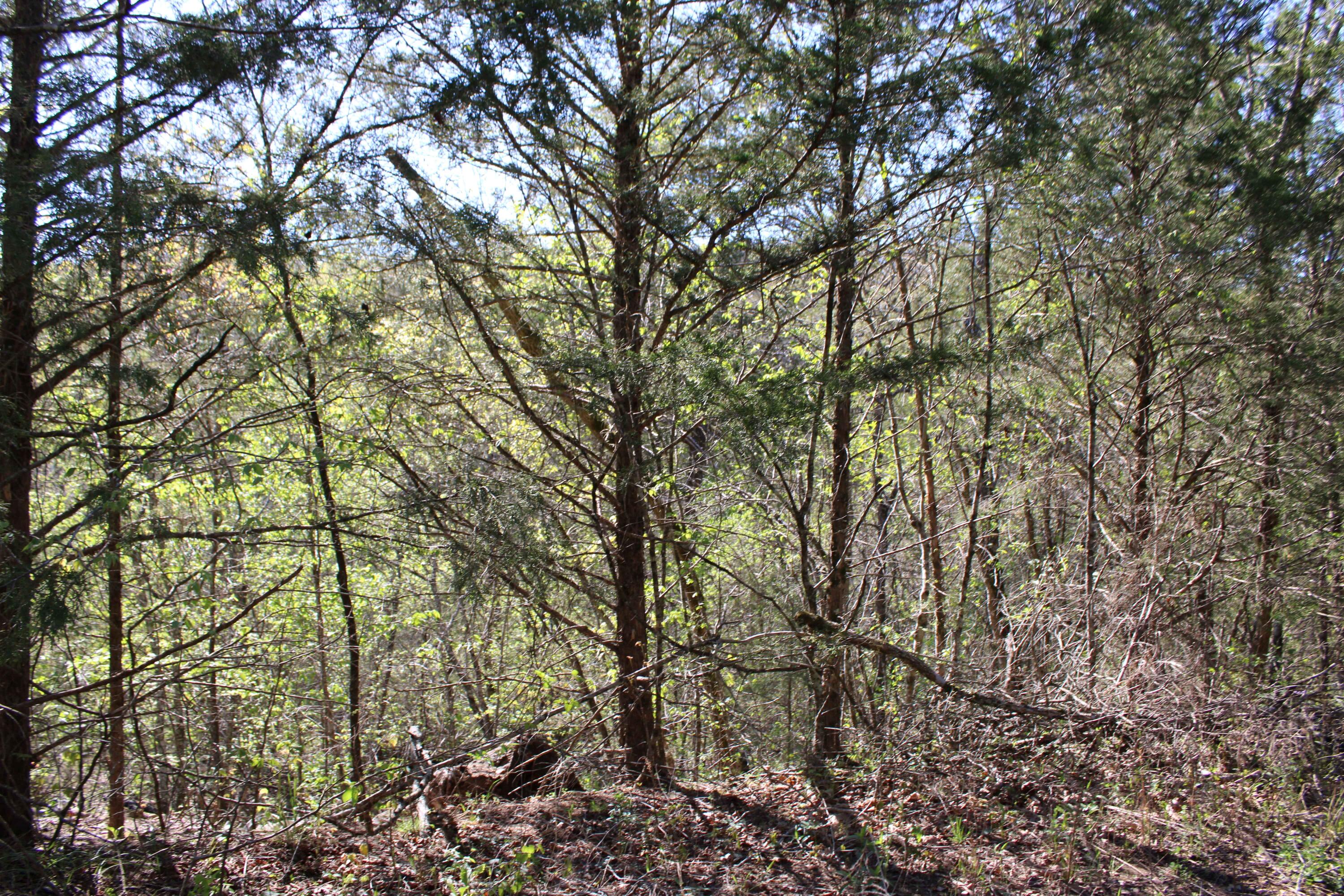 Lot #25 Gumbo Woods 1