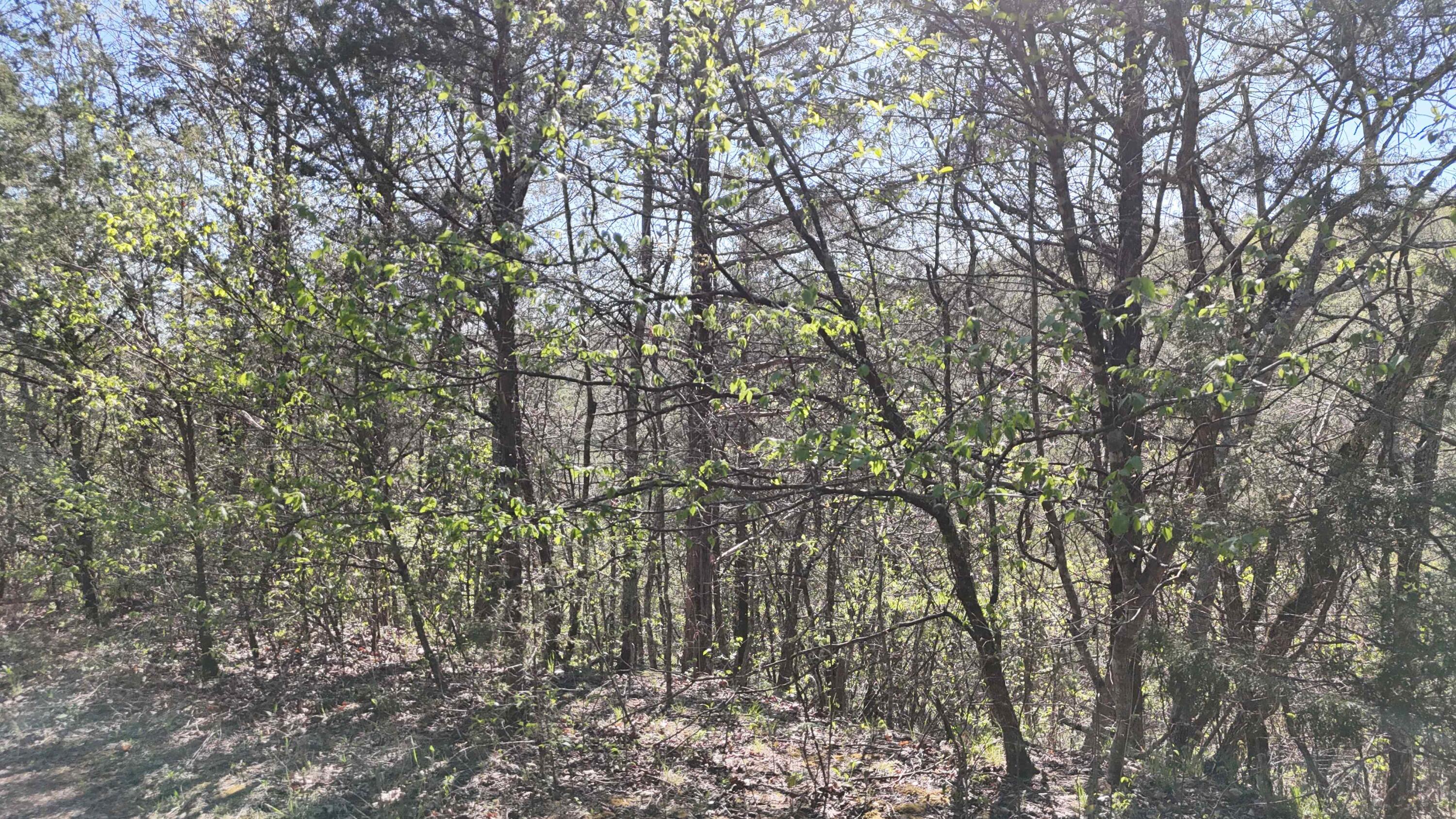 Lot #46 Gumbo Woods 1