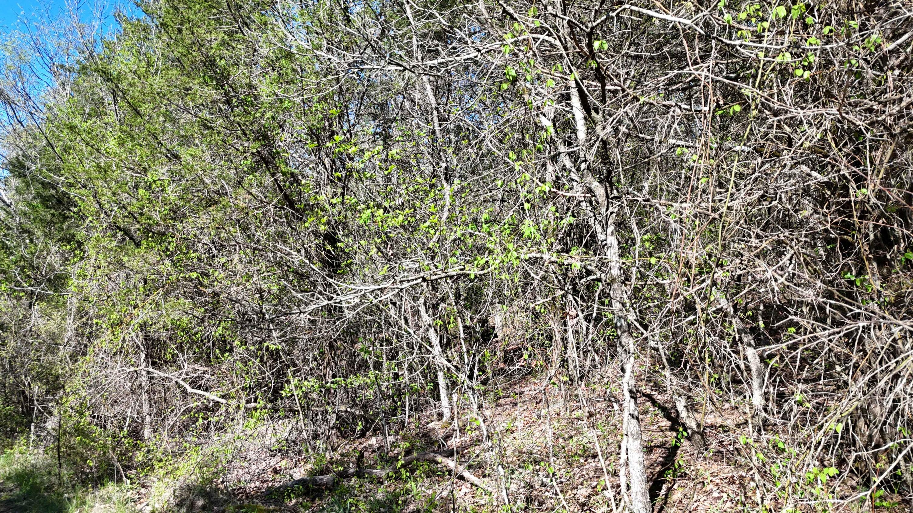 Lot #50 Gumbo Woods 1