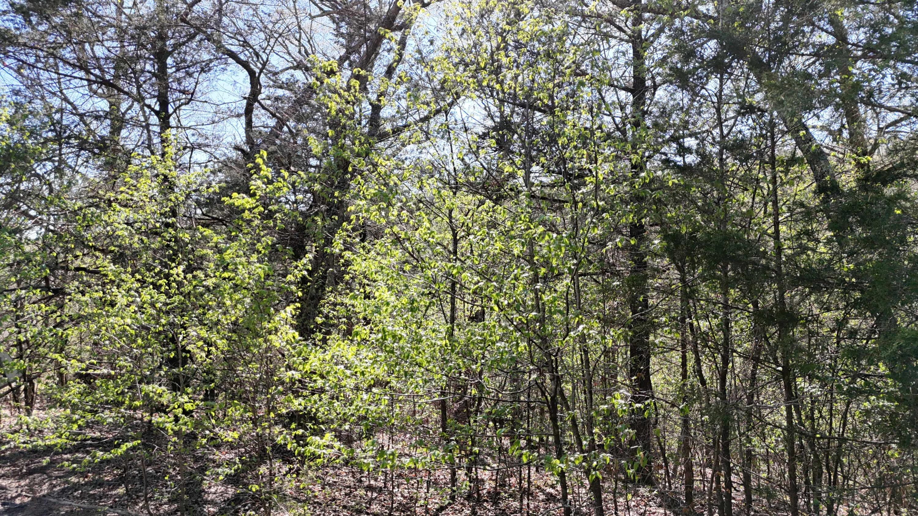 Lot #94 Gumbo Woods 1