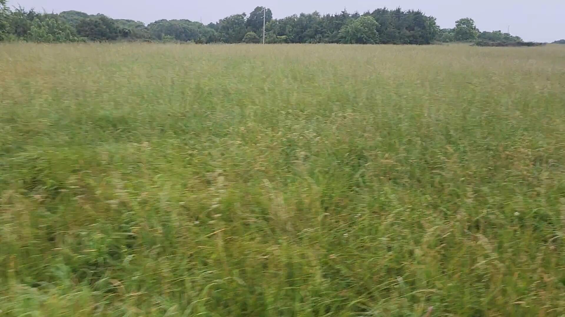000-C Tbd Oak Tree 1