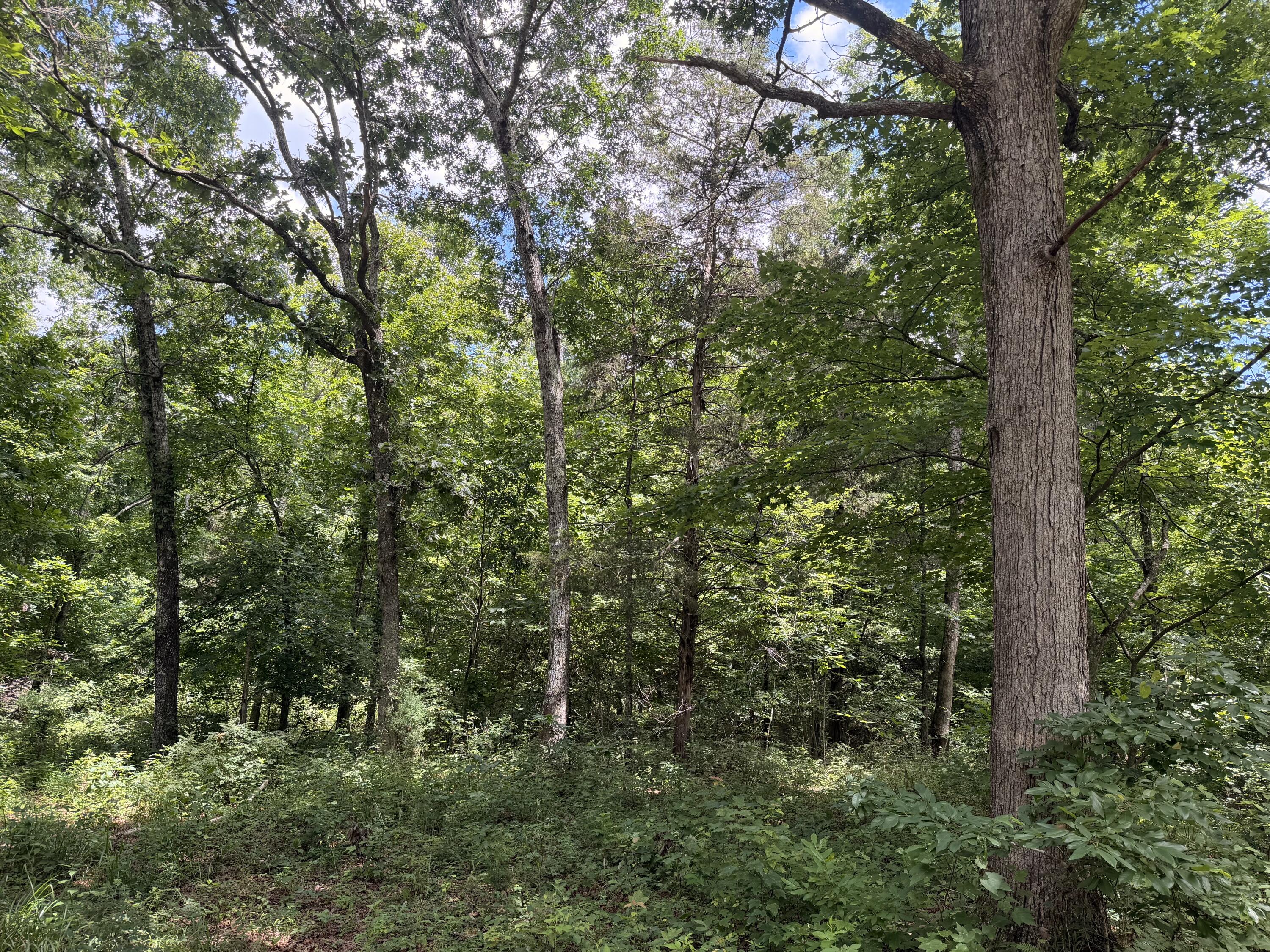 000 Forest Service Road