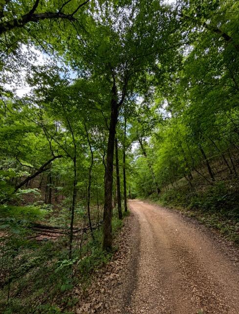 000 Oak Thicket 1
