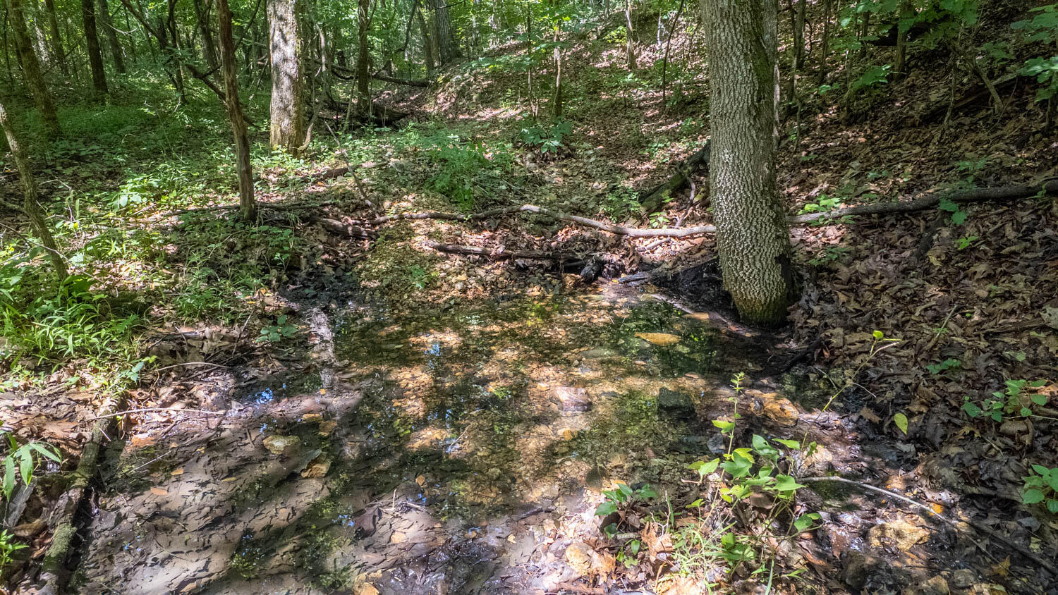 Tract 3 Upper Janes Creek 1