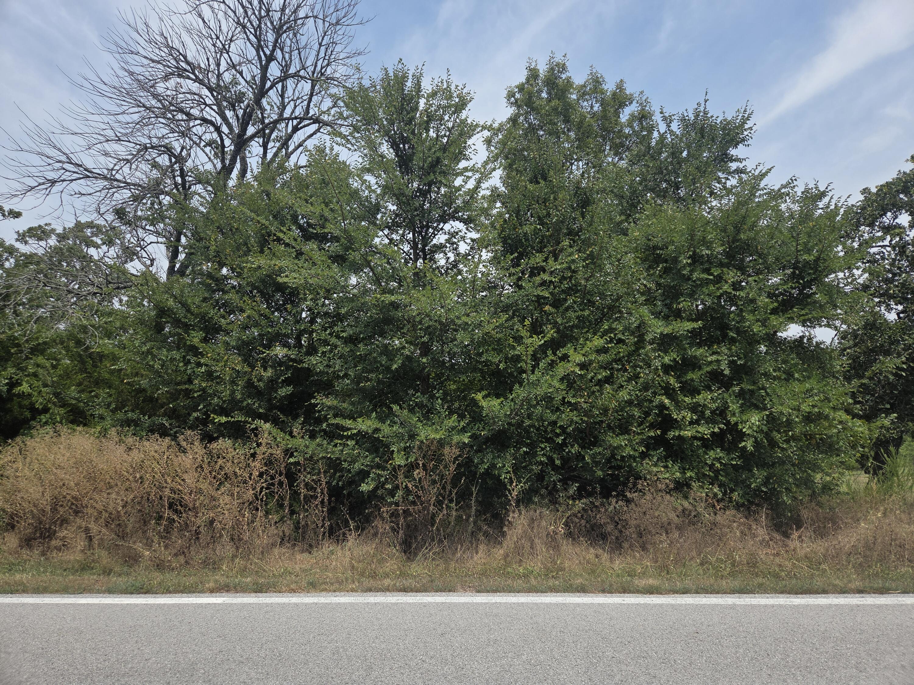 Lot 175 Black Forest 1