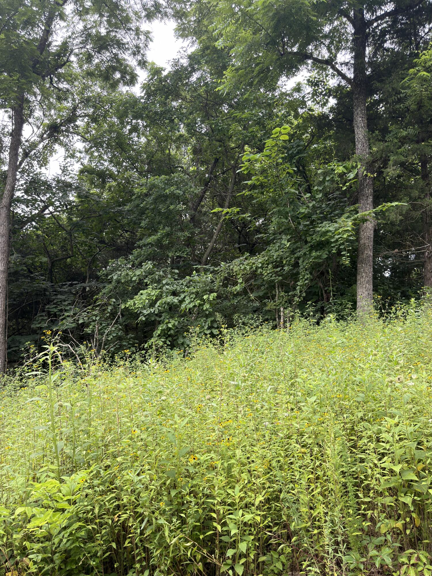 Lot 219 Big Creek 1