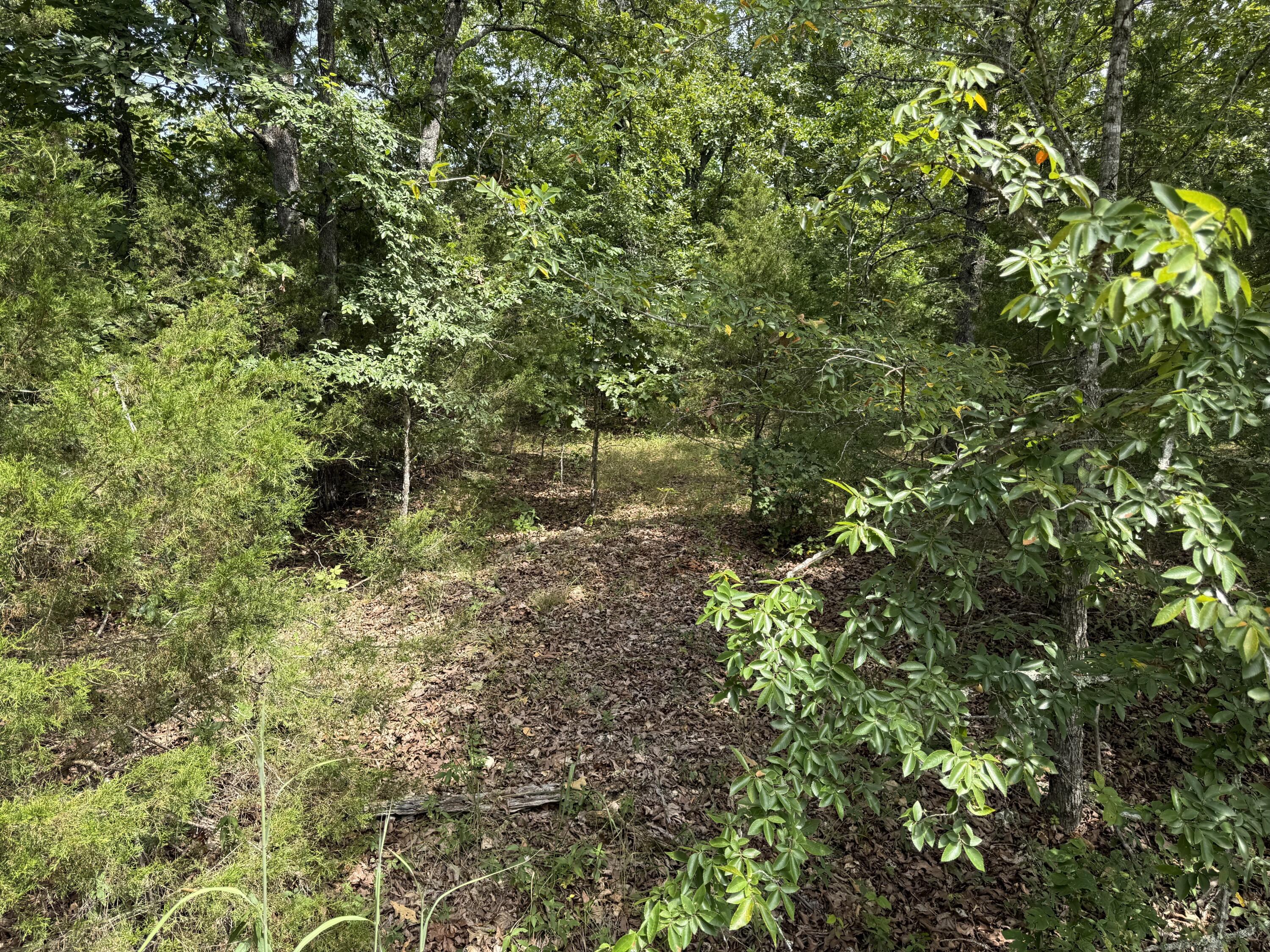 55 Cattail 1
